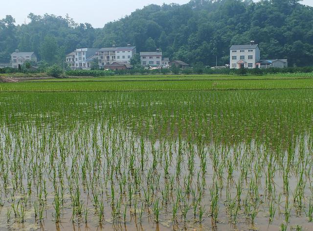 農村自建兩層平頂別墅 農村自建兩層平頂別墅