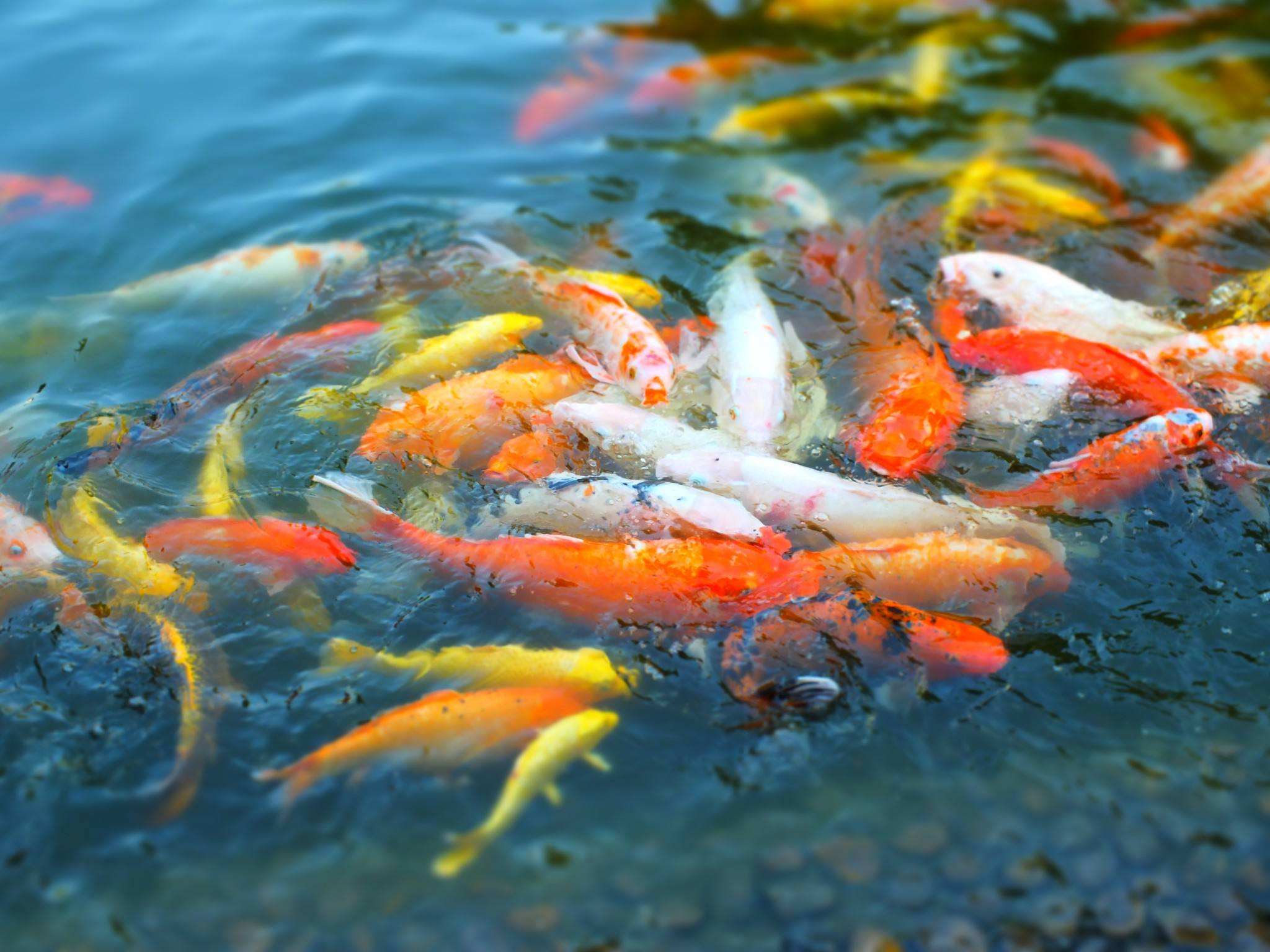 家里養(yǎng)什么魚最招財.jpeg 家里養(yǎng)什么魚最招財.jpeg