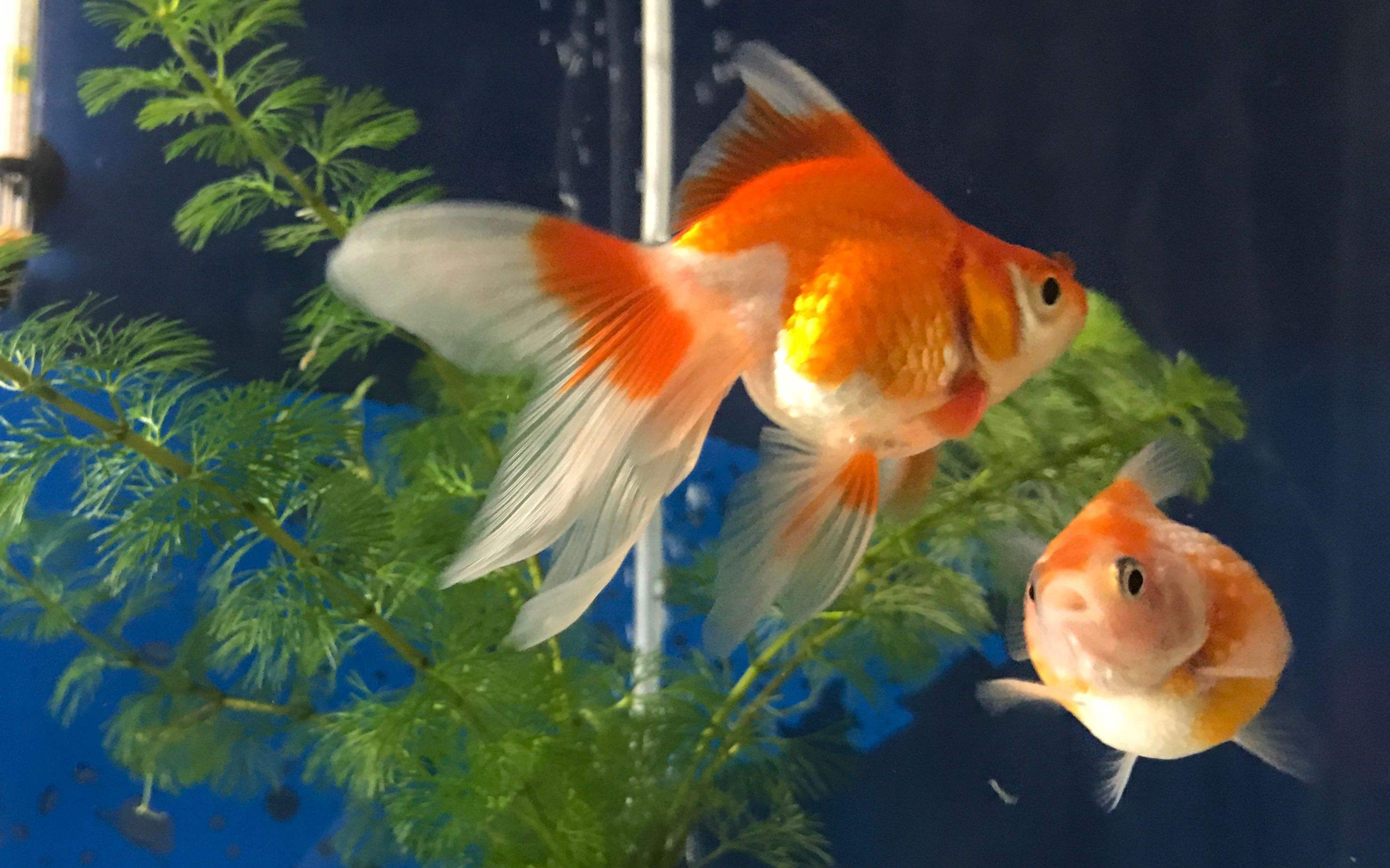 金魚.jpeg 金魚.jpeg