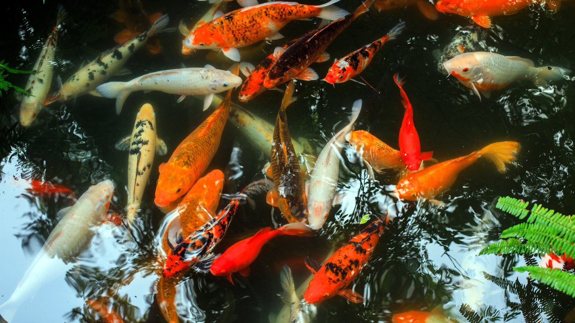 錦鯉魚.jpeg 錦鯉魚.jpeg