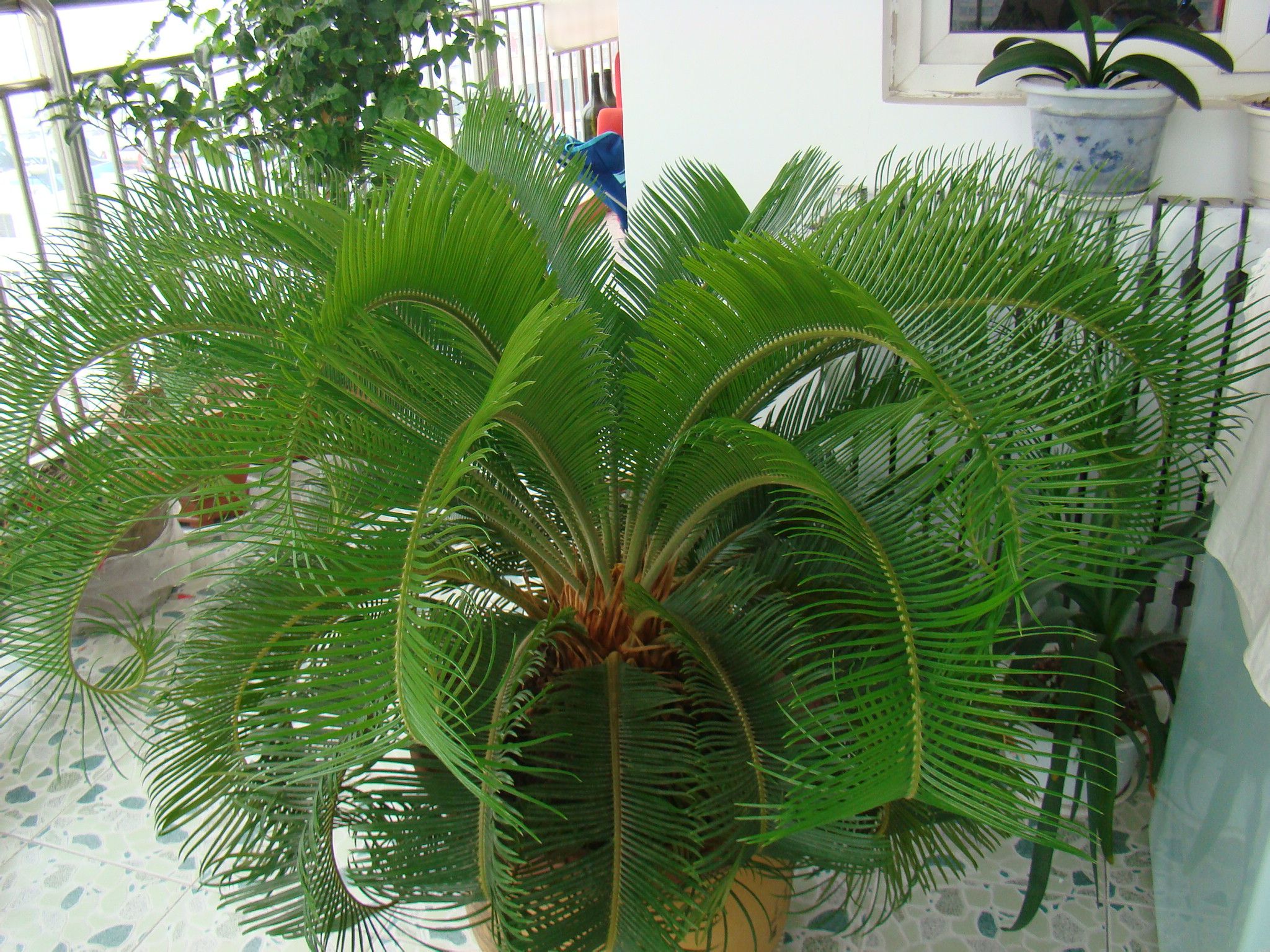鐵樹開花.jpg 鐵樹開花.jpg