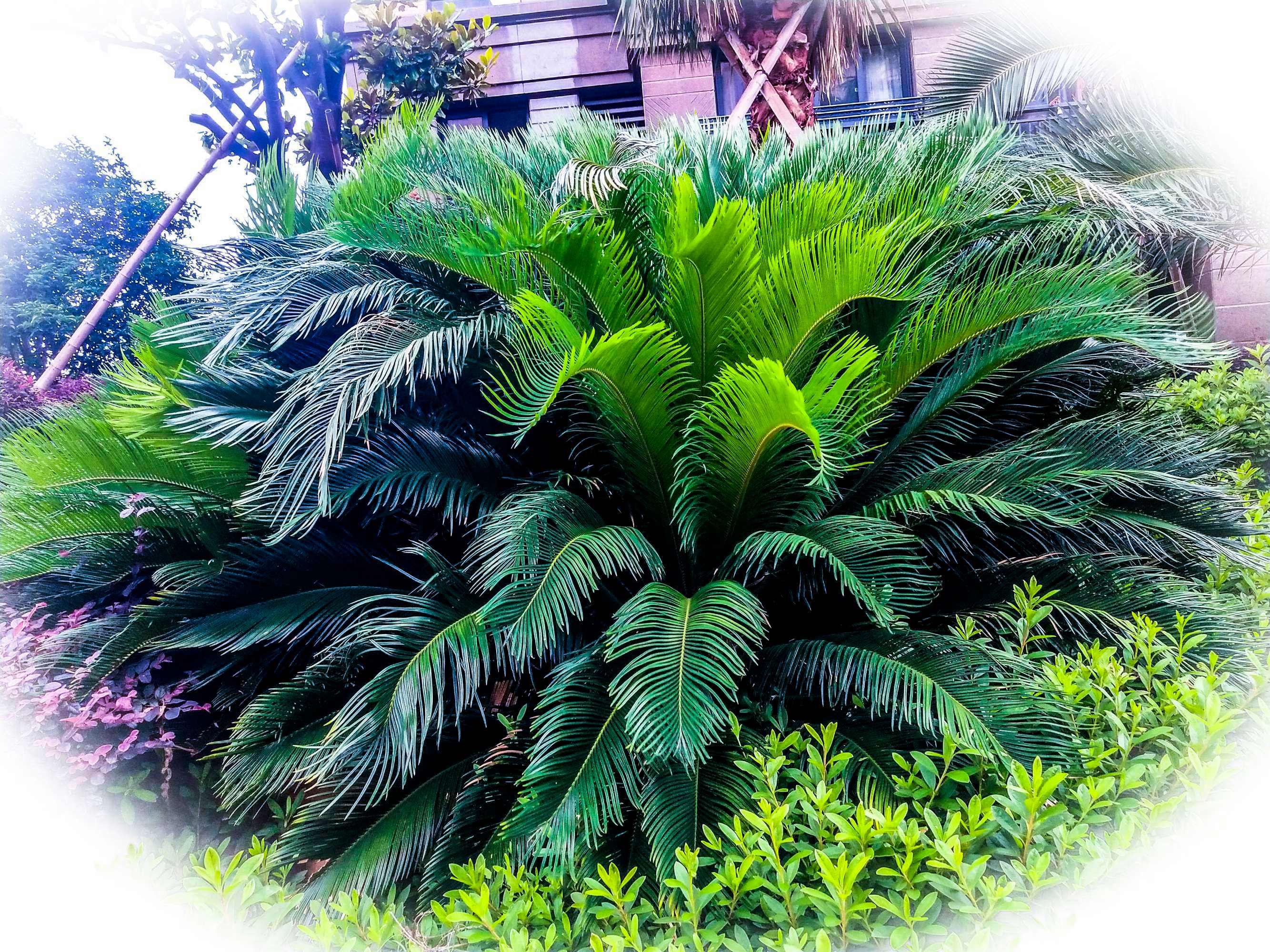 鐵樹種植在家中好嗎.jpeg 鐵樹種植在家中好嗎.jpeg