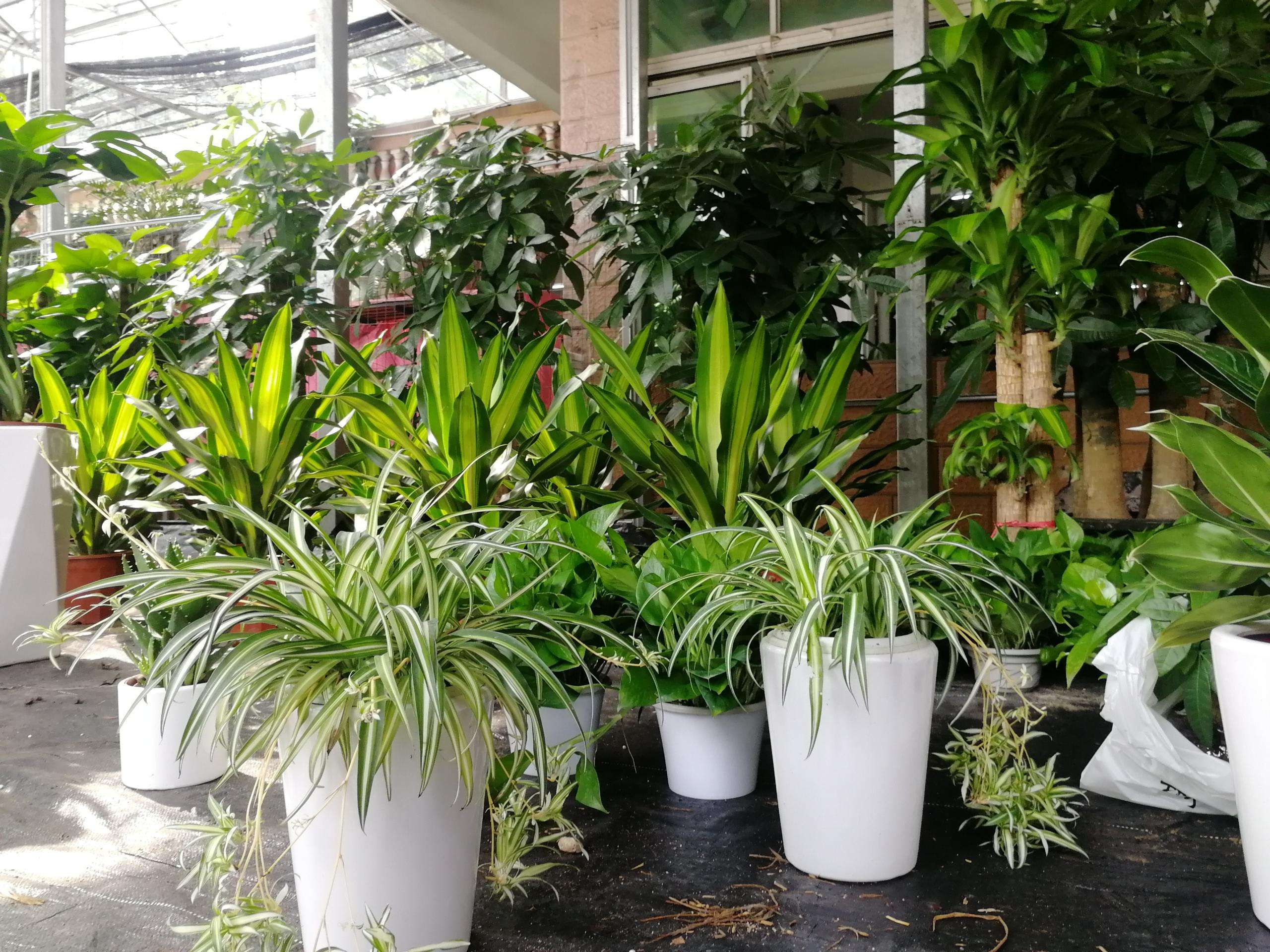 綠植去甲醛嗎.jpeg 綠植去甲醛嗎.jpeg