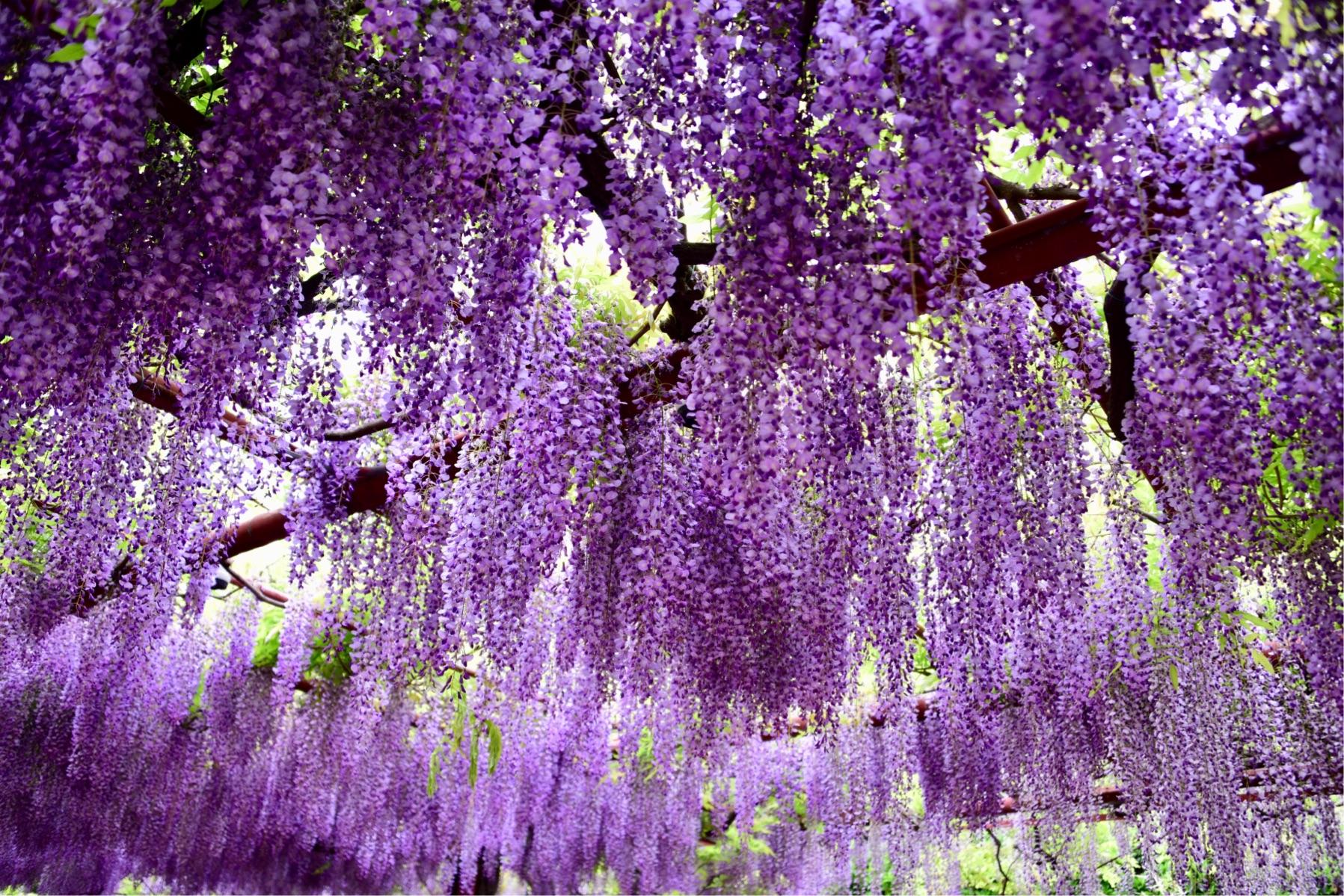 紫藤花.jpeg 紫藤花.jpeg