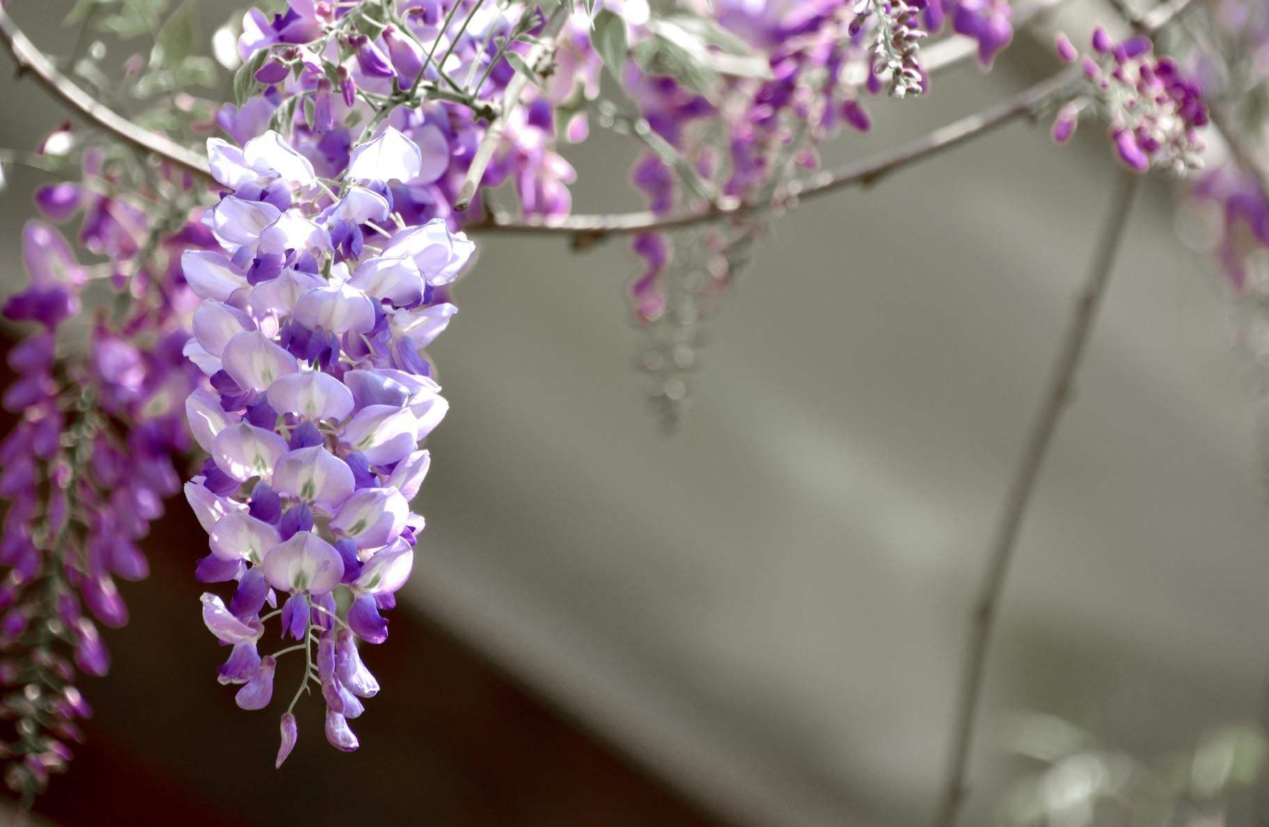 紫藤花.jpeg 紫藤花.jpeg