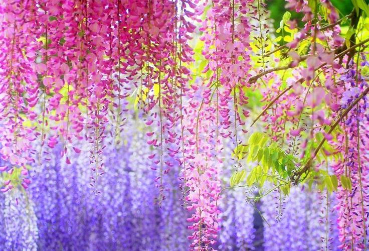 紫藤花.jpeg 紫藤花.jpeg