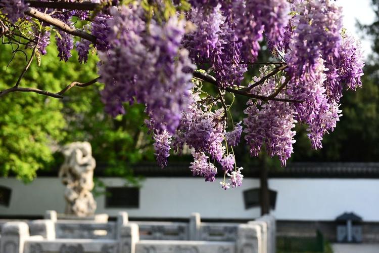 紫藤花.jpeg 紫藤花.jpeg