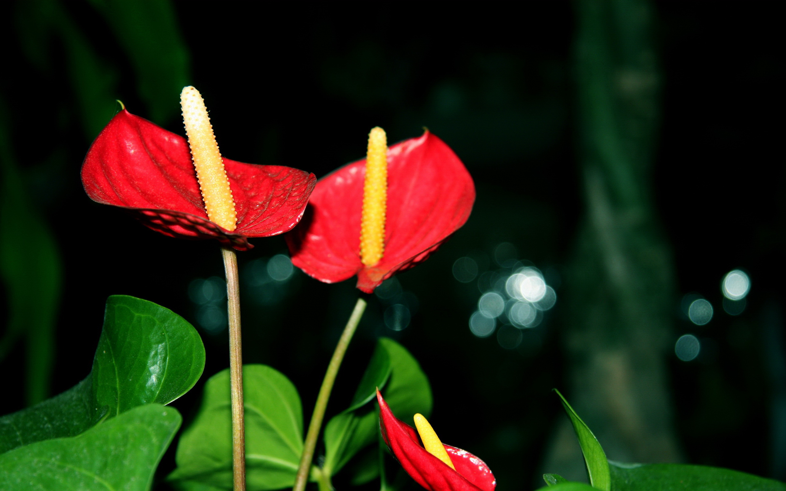 紅掌的風水寓意.jpg 紅掌的風水寓意.jpg