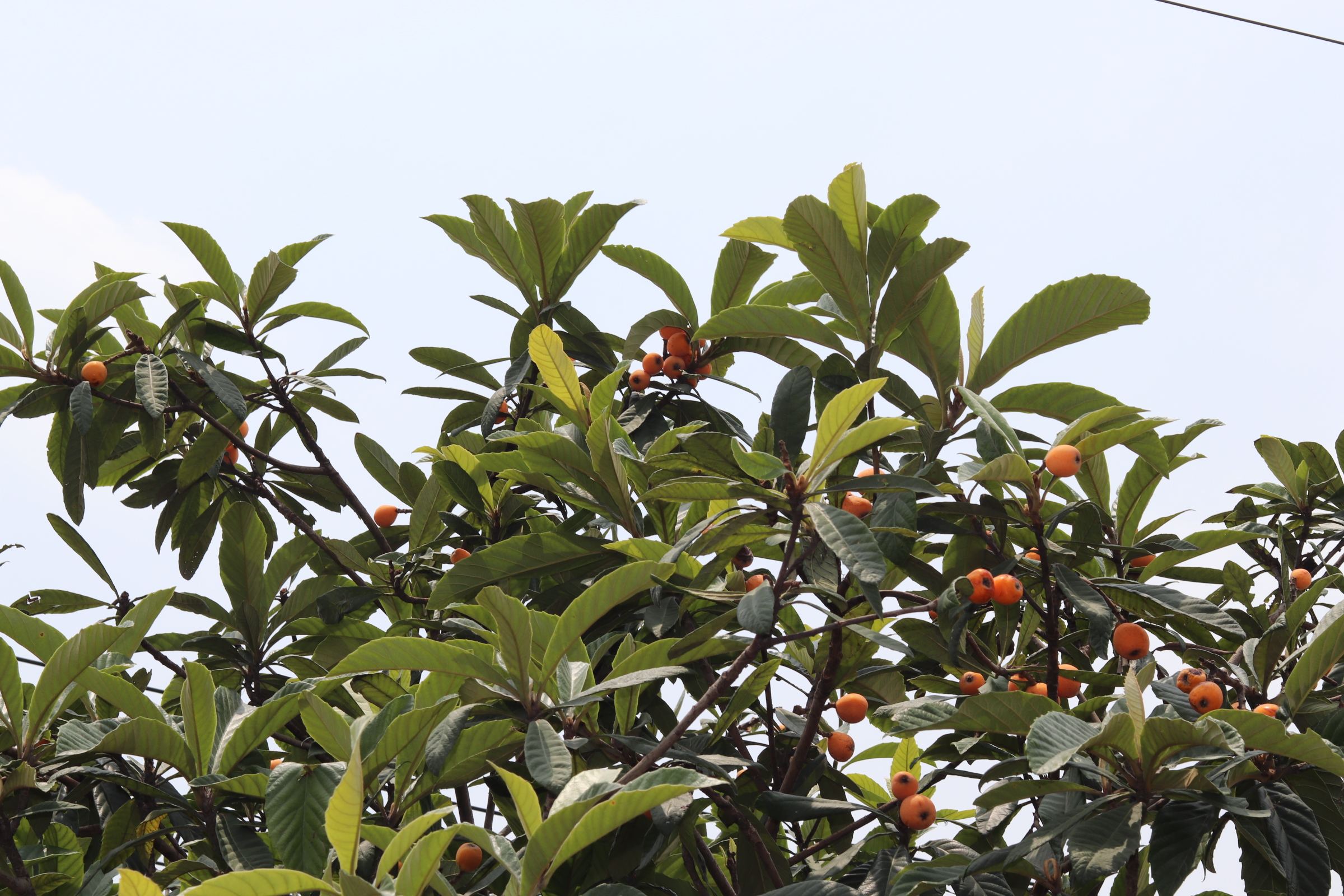 私人家宅不能夠種植枇杷樹嗎.jpeg 私人家宅不能夠種植枇杷樹嗎.jpeg