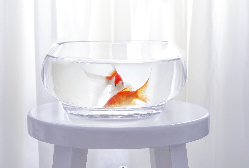 養魚單數還是雙數好.png 養魚單數還是雙數好.png