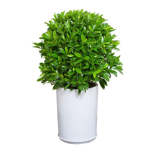 辦公室風水植物怎么選 (2).png 辦公室風水植物怎么選 (2).png