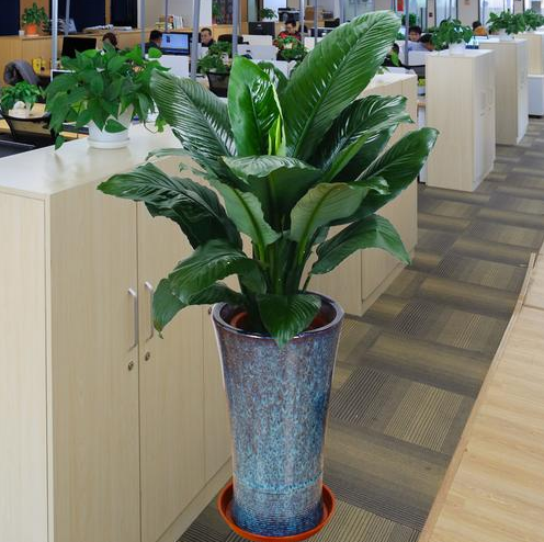 辦公室風水植物養護.png 辦公室風水植物養護.png