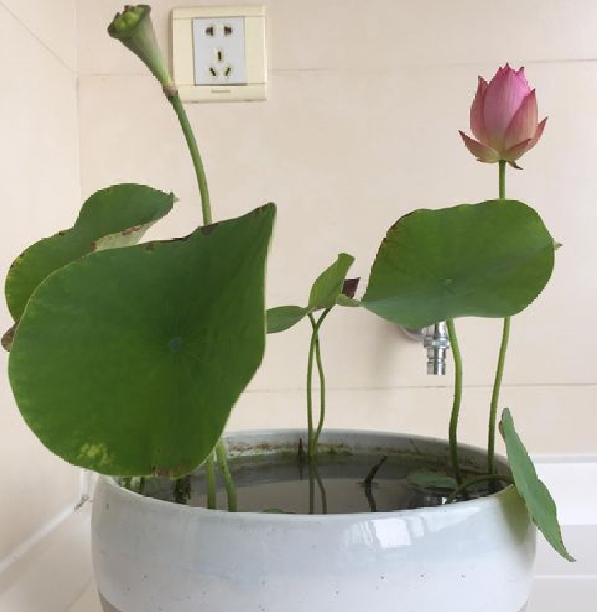 家里養荷花風水禁忌.png 家里養荷花風水禁忌.png