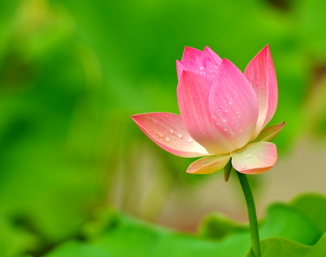 家里養荷花風水禁忌 (2).png 家里養荷花風水禁忌 (2).png