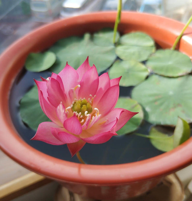 家里院子養荷花有風水忌諱嗎.png 家里院子養荷花有風水忌諱嗎.png