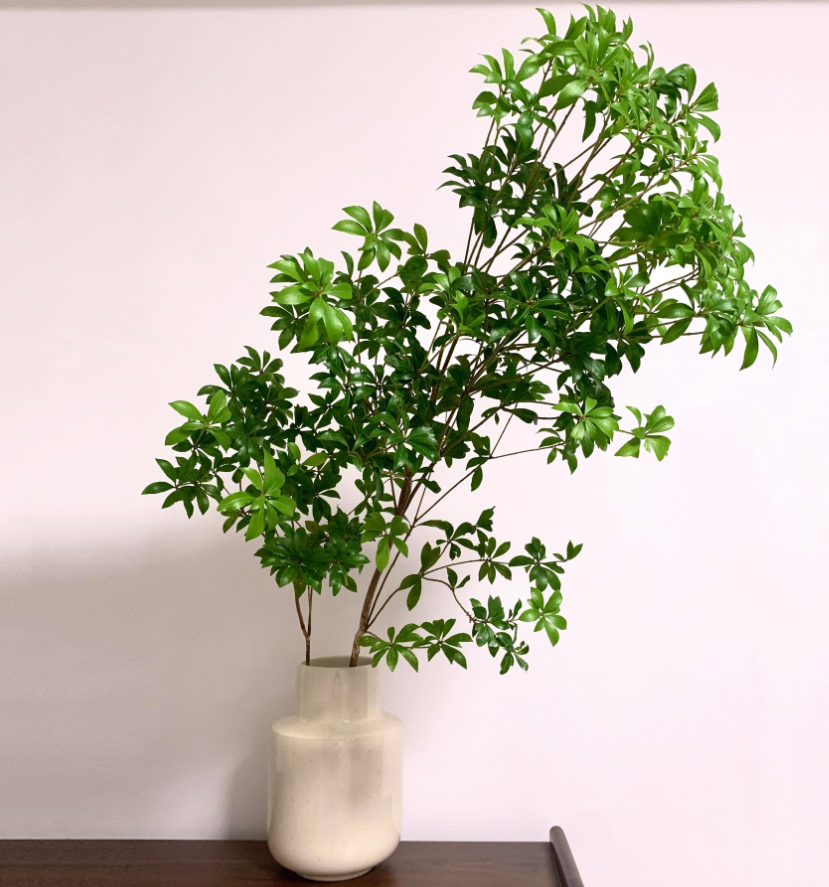 適合室內養的植物花卉 (3).png 適合室內養的植物花卉 (3).png
