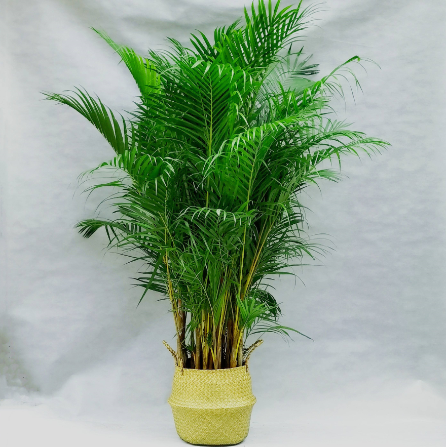 適合室內養的植物花卉 (7).png 適合室內養的植物花卉 (7).png