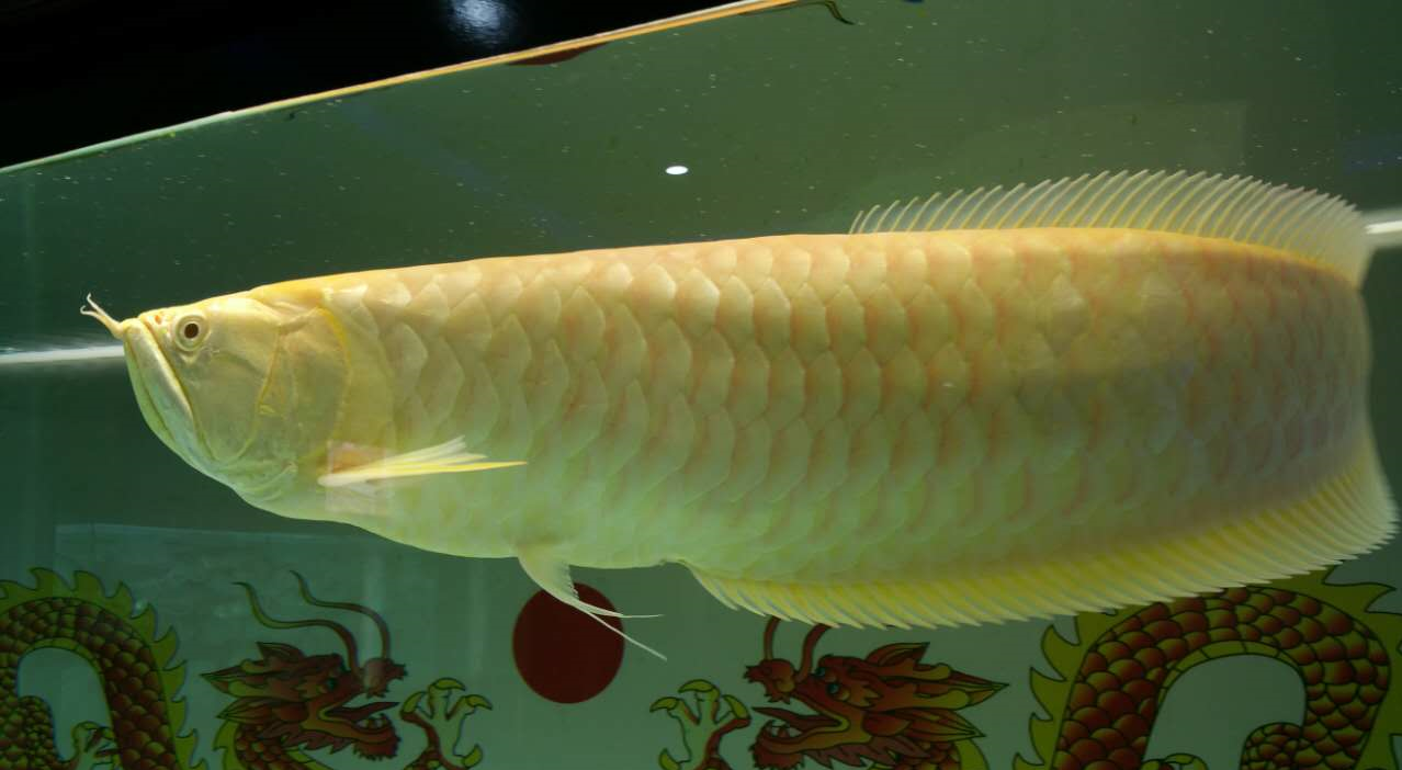家里養(yǎng)什么魚風(fēng)水好.png 家里養(yǎng)什么魚風(fēng)水好.png