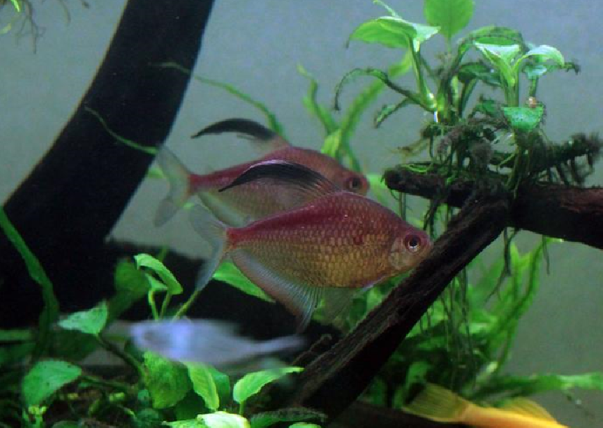 家里養(yǎng)什么魚風(fēng)水好?.png 家里養(yǎng)什么魚風(fēng)水好?.png