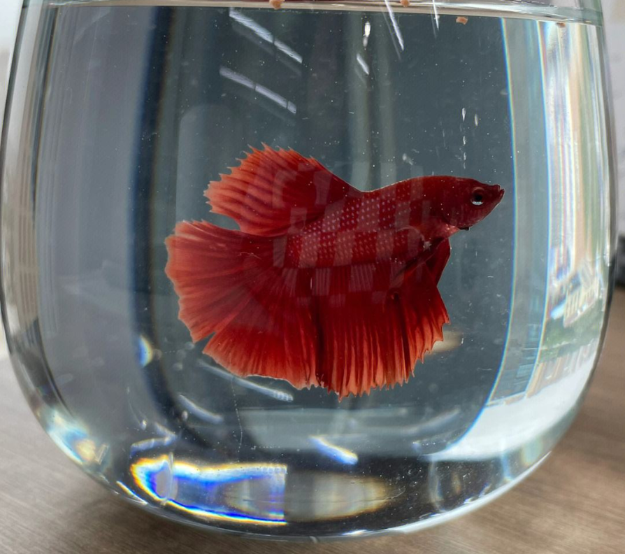 家里養(yǎng)魚?要注意風(fēng)水常識(shí).png 家里養(yǎng)魚?要注意風(fēng)水常識(shí).png