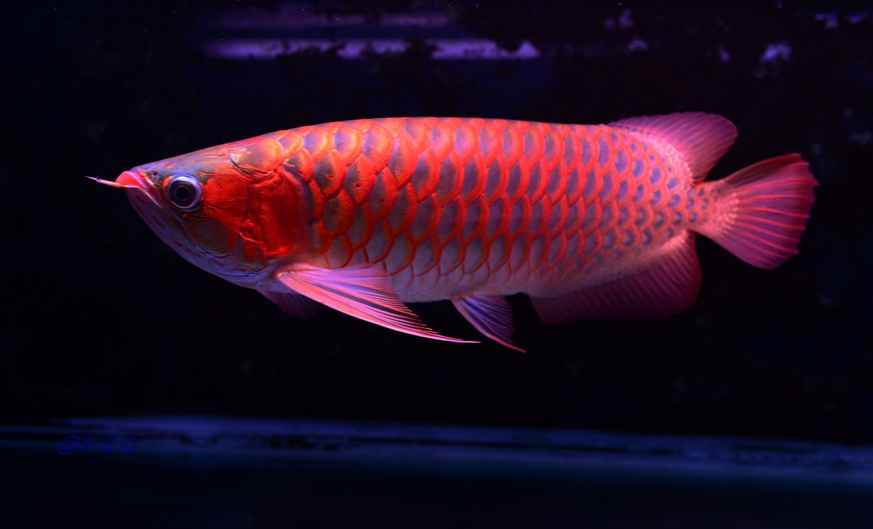 常見的風(fēng)水魚有哪些.png 常見的風(fēng)水魚有哪些.png