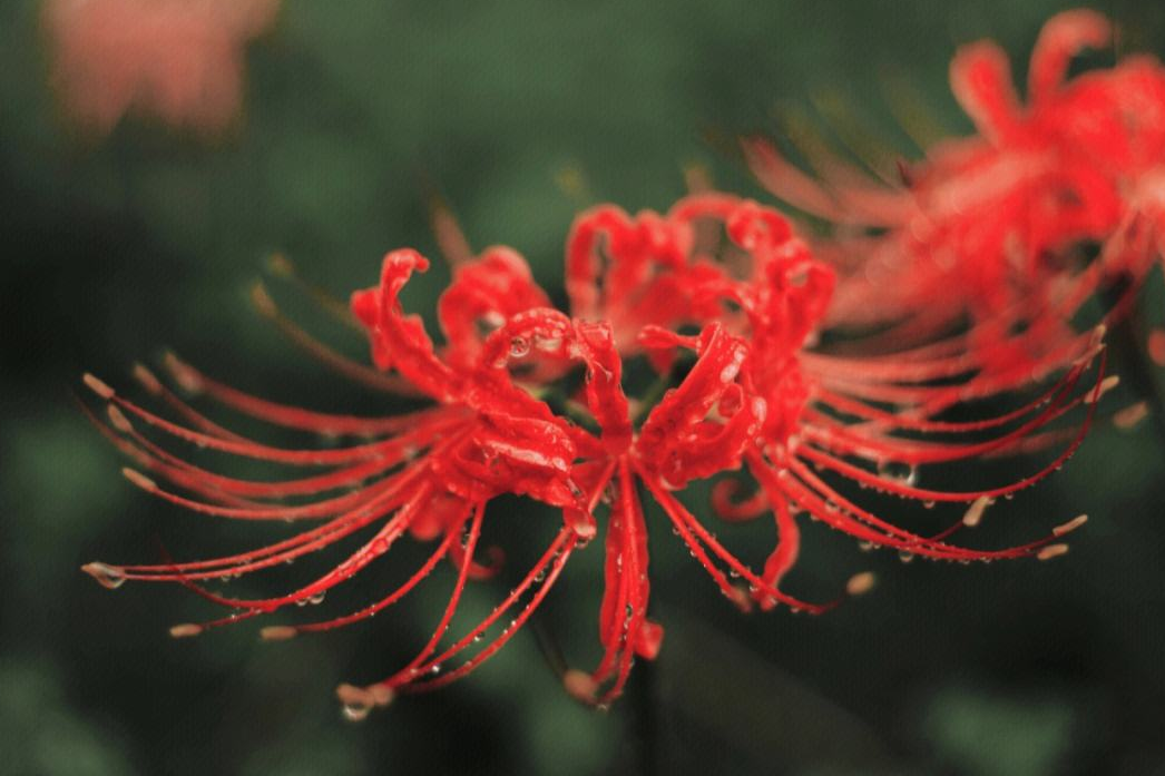 彼岸花為什么不能種在庭院.png 彼岸花為什么不能種在庭院.png