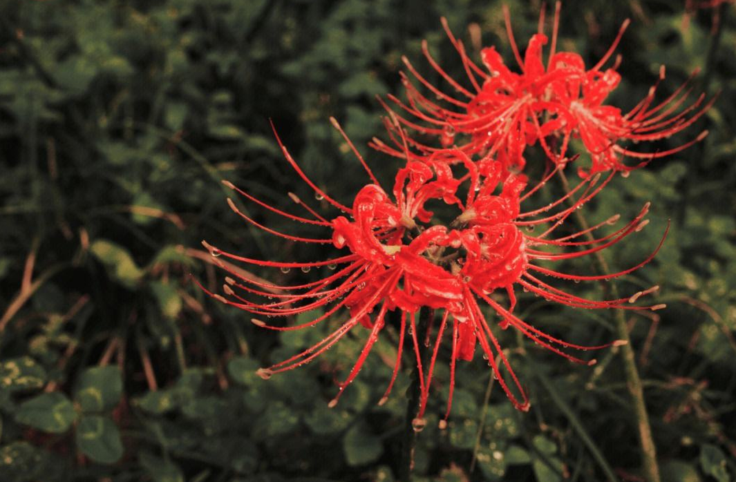 彼岸花到底能不能在家里種.png 彼岸花到底能不能在家里種.png