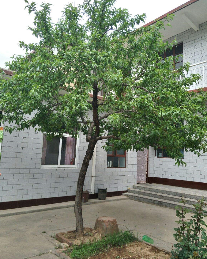 桃樹種植有什么風水禁忌.png 桃樹種植有什么風水禁忌.png