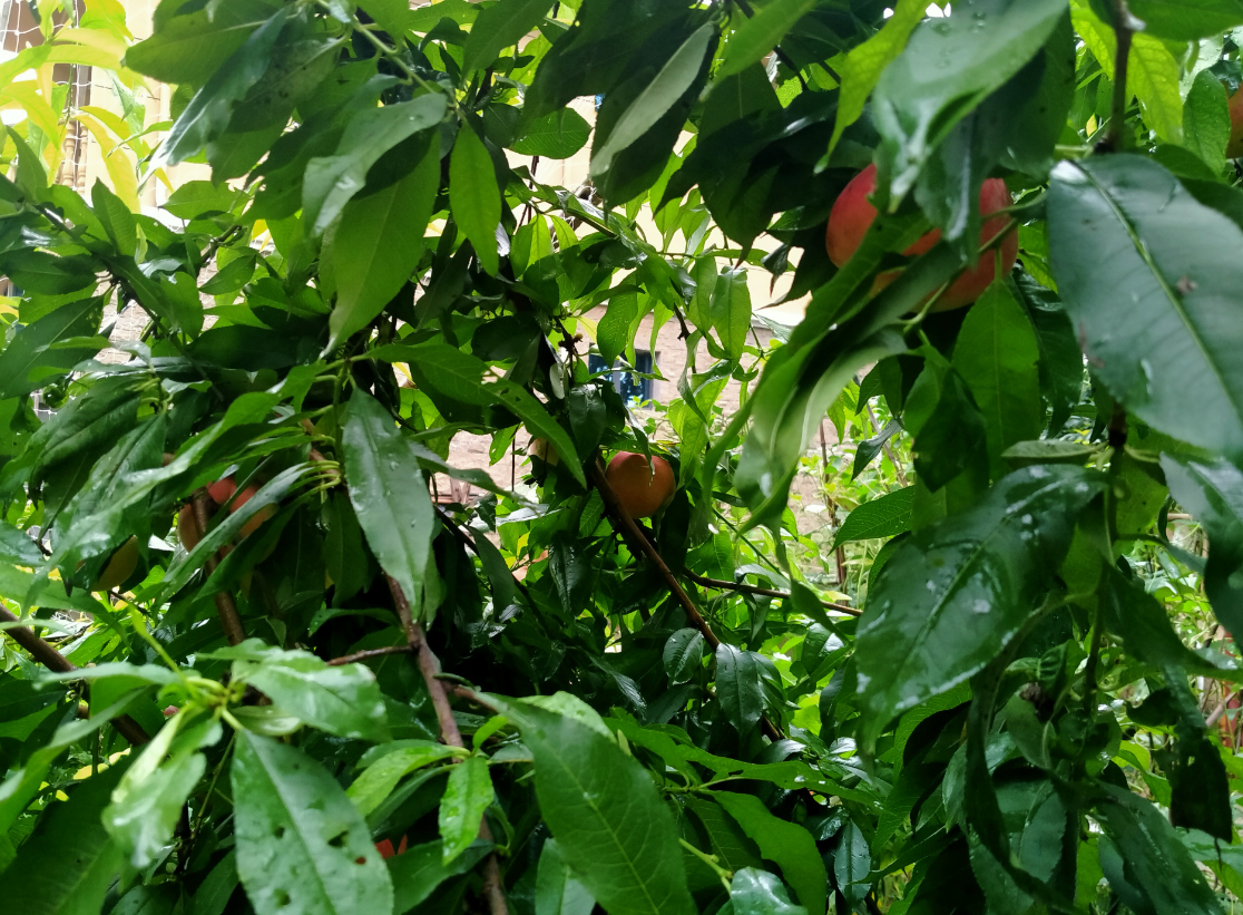 桃樹種植有什么風水禁忌 (2).png 桃樹種植有什么風水禁忌 (2).png