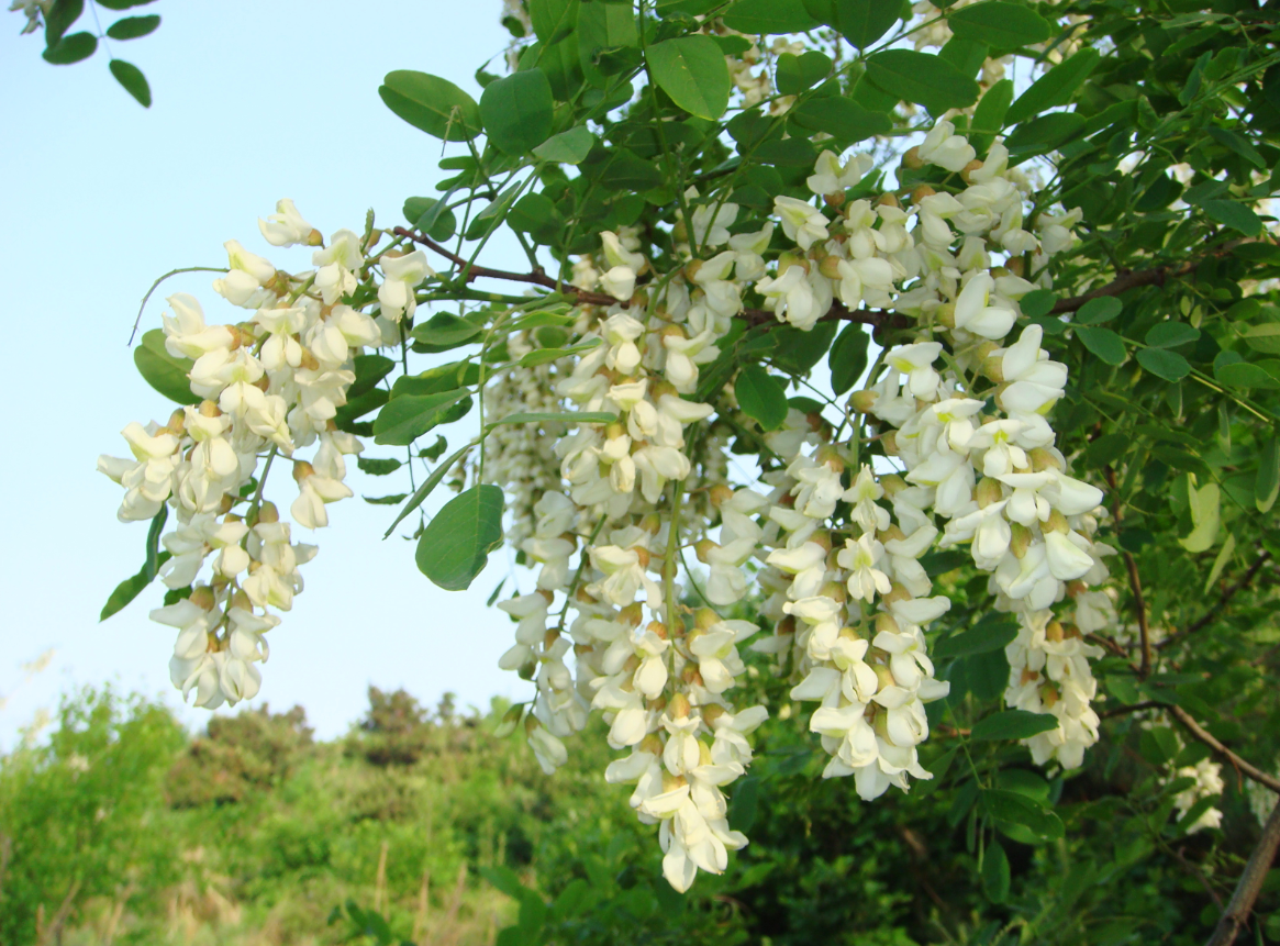 庭院花園辟邪植物吉祥物.png 庭院花園辟邪植物吉祥物.png