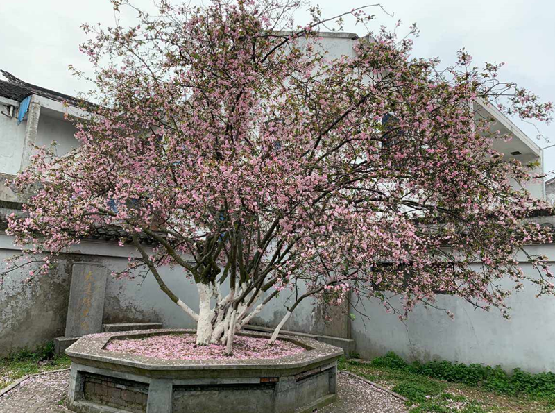 庭院花園辟邪植物吉祥物 (2).png 庭院花園辟邪植物吉祥物 (2).png
