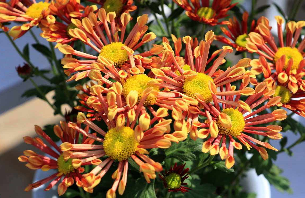 庭院種菊花好嗎.png 庭院種菊花好嗎.png