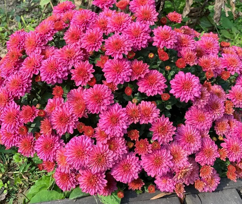 庭院種什么花風(fēng)水好.png 庭院種什么花風(fēng)水好.png
