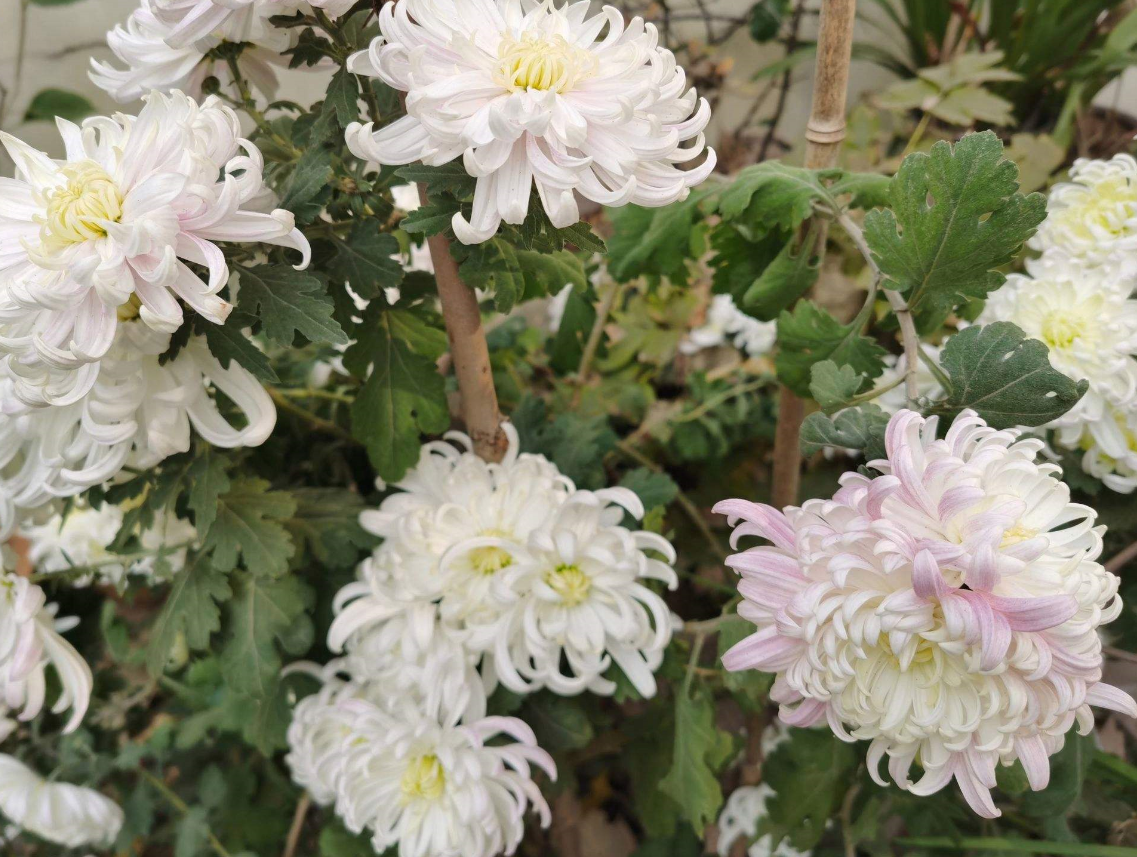 可以在家里種菊花嗎 .png 可以在家里種菊花嗎 .png