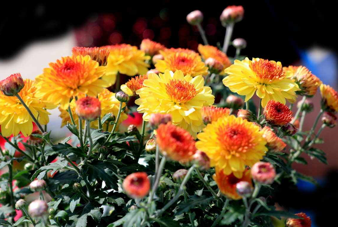 可以在家里種菊花嗎 (2).png 可以在家里種菊花嗎 (2).png